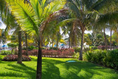 Meksika, Cancun - 15 Şubat 2018: Meksika'nın güzel doğası. Cancun Grand Pyramid eğlence kompleksi Palmiye parkı