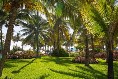 Meksika, Cancun - 15 Şubat 2018: Meksika'nın güzel doğası. Cancun Grand Pyramid eğlence kompleksi Palmiye parkı
