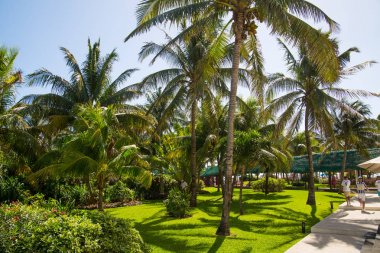 Meksika, Cancun - 15 Şubat 2018: Meksika'nın güzel doğası. Cancun Grand Pyramid eğlence kompleksi Palmiye parkı