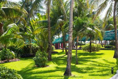 Meksika, Cancun - 15 Şubat 2018: Meksika'nın güzel doğası. Cancun Grand Pyramid eğlence kompleksi Palmiye parkı