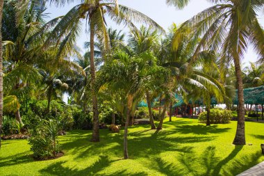 Meksika, Cancun - 15 Şubat 2018: Meksika'nın güzel doğası. Cancun Grand Pyramid eğlence kompleksi Palmiye parkı