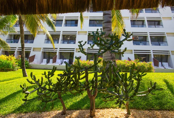 Meksika, Cancun - 15 Şubat 2018: Meksika'nın güzel doğası. Cancun Grand Pyramid eğlence kompleksi Palmiye parkı