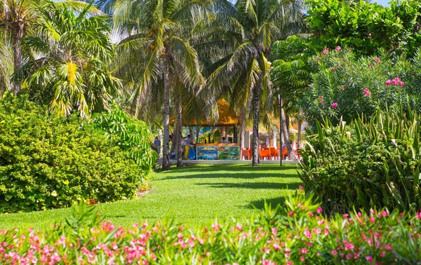 Mexiko Cancun Února 2018 Nádherná Povaha Mexika Palmový Park Grand — Stock fotografie