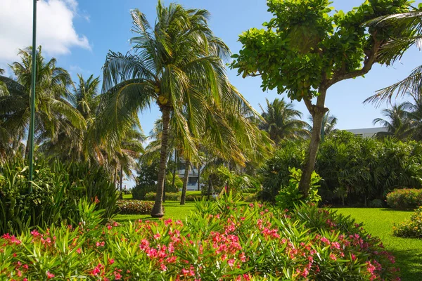 Meksika, Cancun - 15 Şubat 2018: Meksika'nın güzel doğası. Cancun Grand Pyramid eğlence kompleksi Palmiye parkı