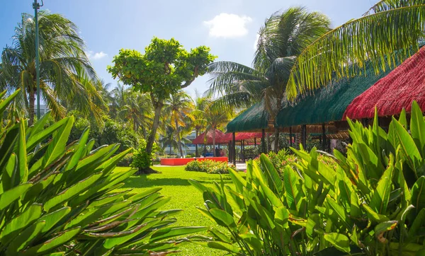 Meksyk Cancun Lutego 2018 Piękna Natura Meksyku Palm Park Cancun — Zdjęcie stockowe