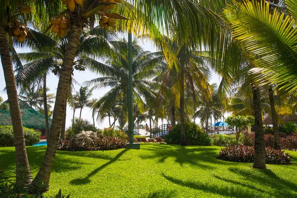 Mexiko Cancun Února 2018 Nádherná Povaha Mexika Palmový Park Grand — Stock fotografie