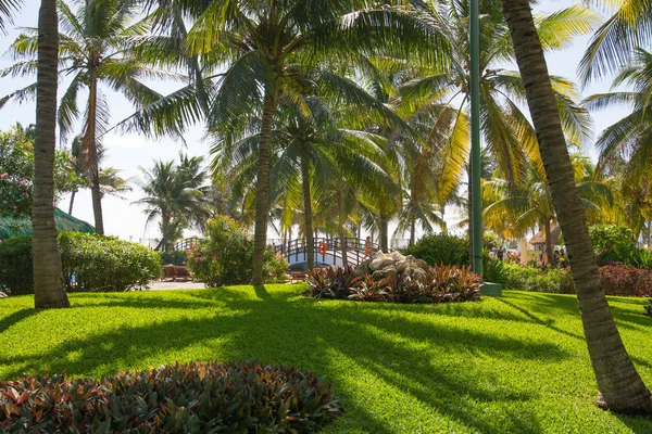 Meksika, Cancun - 15 Şubat 2018: Meksika'nın güzel doğası. Cancun Grand Pyramid eğlence kompleksi Palmiye parkı