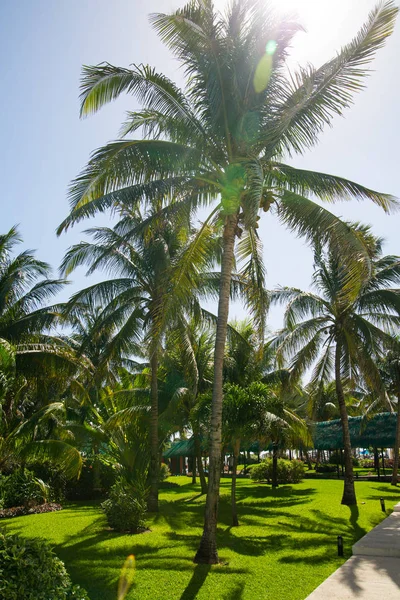 Mexiko Cancun Února 2018 Nádherná Povaha Mexika Palmový Park Grand — Stock fotografie