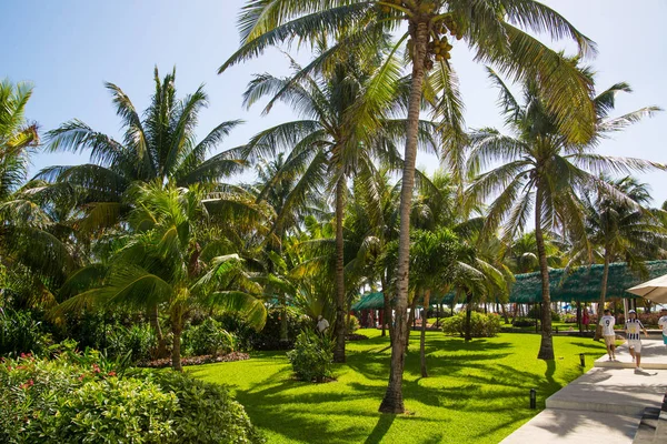 Meksika, Cancun - 15 Şubat 2018: Meksika'nın güzel doğası. Cancun Grand Pyramid eğlence kompleksi Palmiye parkı