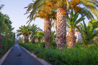 Hersonissos, Girit, Yunanistan- 17 Temmuz 2019: Güzel bahçe ve mermer dekore edilmiş patikalarla çevrili Kraliyet villalarının köy tarzı yerleşimine sahip 5 yıldızlı Aldemar Knossos Royal Hotel
