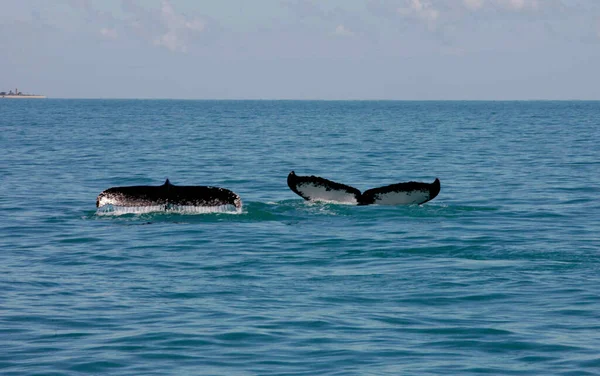 Caravelas Bahia Brazil October 2012 Humpback Whale Tail Seen Sea — Stock Photo, Image