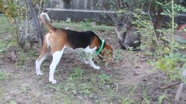Salvador, Bahia / Brezilya - 22 Haziran 2013: Tazı cinsinin köpeği Salvador şehrinde bir kedinin yanında havlarken görülüyor..
