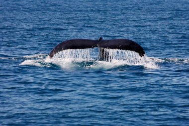 Caravelas, Bahia / Brezilya - 10 Ekim 2012: Güney Bahia 'daki karavelas bölgesinde kambur balina kuyruğu denizde görülmektedir.