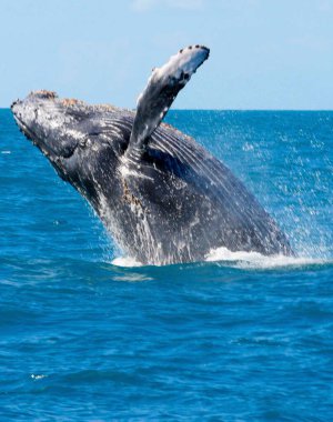 caravelas, bahia / brazil - october 10, 2012: Humpback whale is seen during jumping in the sea in the Caravelas region, southern Bahia. clipart