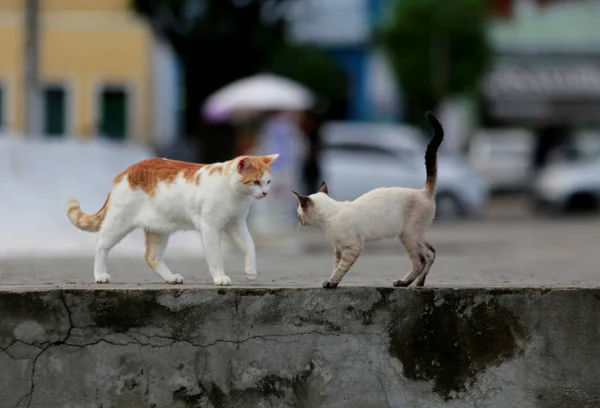 Salvador Bahia Brazil Juni 2019 Katter Ses Bredvid Skulpturen Mario — Stockfoto