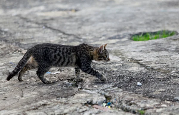 Salvador Bahia Brazil Juni 2019 Katter Ses Bredvid Skulpturen Mario — Stockfoto