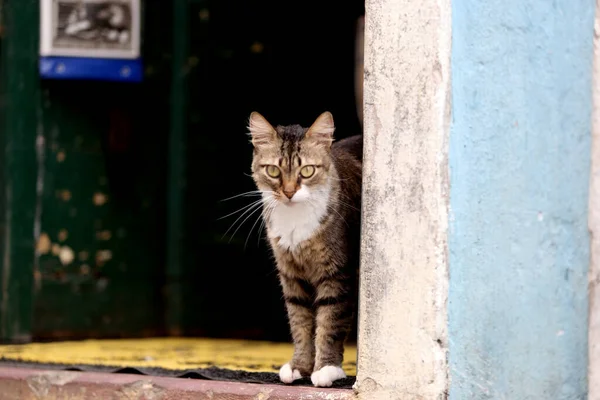 Salvador Bahia Brazil November 2013 Katt Husdjur Ses Residens Staden — Stockfoto