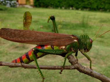 salvador, bahia / brazil - december 4, 2010: grasshopper insect is seen in garden in the city of Salvador