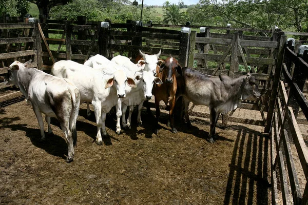 Ubata Bahia Brazil October 2011 Heifers Seen Slaughterhouse Corral City — Stock Fotó