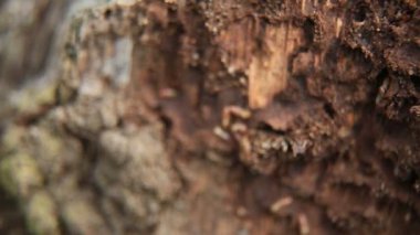 Salvador, Bahia / Brezilya - 16 Haziran 2020: Salvador şehrinde bir orman kolonisinde termitler görülüyor..