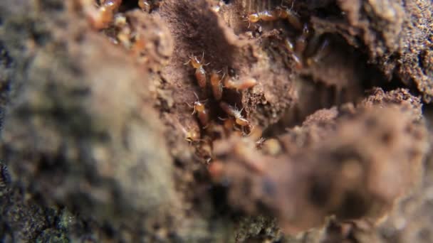 Salvador Bahia Brasilien Juni 2020 Termiten Werden Einer Waldkolonie Der — Stockvideo