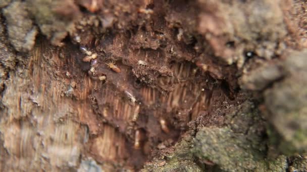 Salvador Bahia Brasilien Juni 2020 Termiten Werden Einer Waldkolonie Der — Stockvideo