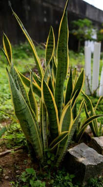 Salvador, Bahia / Brezilya - 16 Haziran 2020: Dracaena Trifasciata bitkisi, halk arasında Sao Jorge 'nin kılıcı veya Ogum' un kılıcı olarak bilinir, Salvador şehrinde bir apartman dairesinde görülmektedir.. 