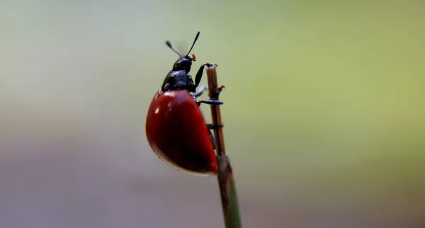Salvador Bahia Brazil Июня 2020 Года Coleopteran Насекомых Семьи Coccinellidaee — стоковое фото