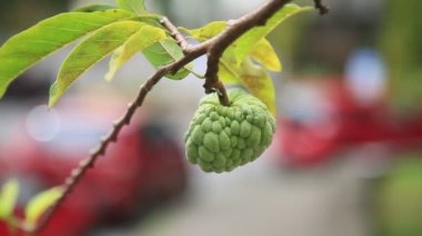 Salvador, Bahia / Brezilya - 22 Haziran 2020: Çam kozalağı veya bilimsel adı Annona Squamosa olan meyveli koni.
