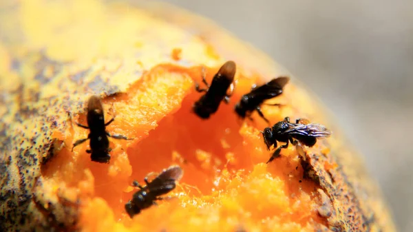 Salvador Bahia Brazil Czerwiec 2016 Owady Jedzą Mango Mieście Salvador — Zdjęcie stockowe