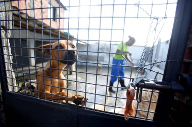 Salvador, Bahia / Brezilya - 18 Temmuz 2018: Salvador 'daki Paripe Mahallesi' nde, Sao Francisco de Assis barınağının yanında köpekler görüldü.. 
