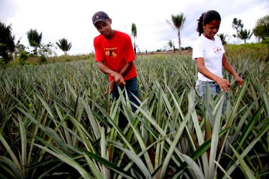 guaratinga, bahia / brrazil - Mayıs 13, 2008: çiftçiler Guaratinga kentindeki bir kırsal yerleşim yerindeki bir ananas tarlasında görüldüler.. 