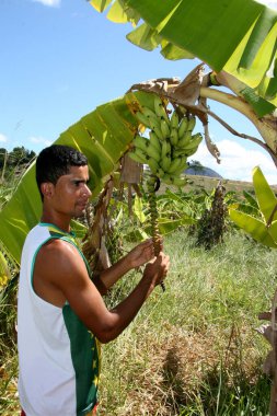 guaratinga, Bahia / Brezilya - Mayıs 13, 2008: Guaratinga kentindeki kırsal bir yerleşim bölgesinde muz hasadı sırasında çiftçi görüldü.. 