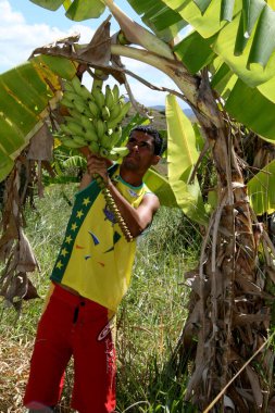 guaratinga, Bahia / Brezilya - Mayıs 13, 2008: Guaratinga kentindeki kırsal bir yerleşim bölgesinde muz hasadı sırasında çiftçi görüldü.. 