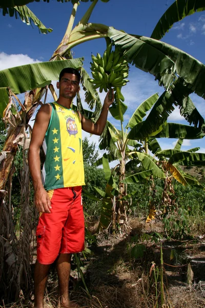 Guaratinga Bahia Brazil Mei 2008 Boeren Worden Gezien Tijdens Bananenoogst — Stockfoto
