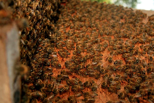 Belmonte Bahia Brasil Mayo 2009 Las Abejas Ven Una Colmena —  Fotos de Stock