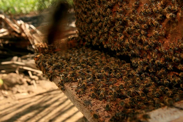 Belmonte Bahia Brasil Mayo 2009 Las Abejas Ven Una Colmena —  Fotos de Stock