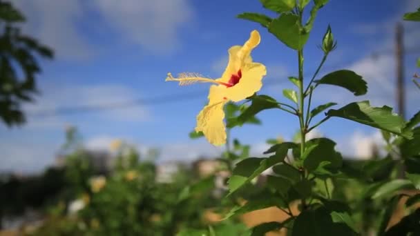 Salvador Bahia Brasilien Juli 2020 Wind Schüttelt Die Blume Garten — Stockvideo