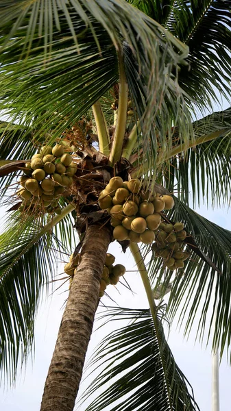 Salvador Bahia Brazilština Červenec 2020 Kokosový Ořech Vidět Městě Salvador — Stock fotografie