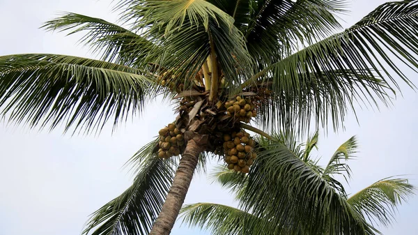 Salvador Bahia Brazilština Červenec 2020 Kokosový Ořech Vidět Městě Salvador — Stock fotografie
