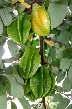 Eunapolis, Bahia / Brezilya - 28 Nisan 2011: Euanapolis şehrindeki bir meyve bahçesinde Carambola meyvesi görülür..