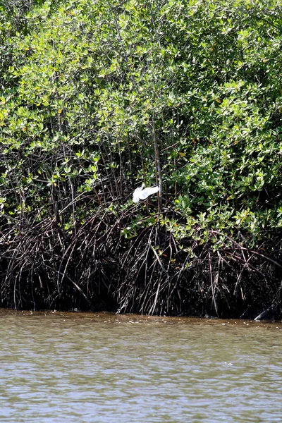 Santa Cruz Cabralia Bahia Brazil 2008 Május Mangrove Santa Cruz — Stock Fotó