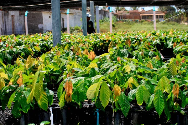 Itamaraju Bahia Brazil September 2008 Nursery Cocoa Seedlings Resistant Brucha — стоковое фото