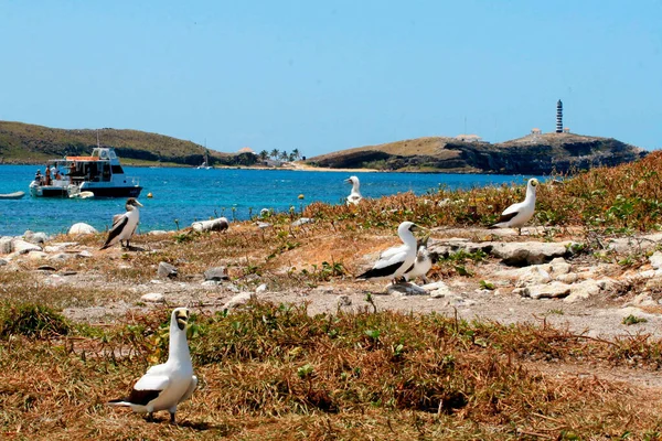 Caravelas Bahia Brazil September 2008 Bird Atoba Seen Island Parque — Stock Photo, Image