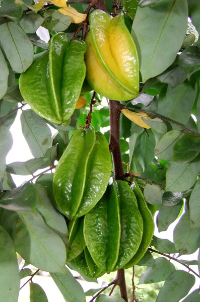 Eunapolis Bahia Brazil April 2011 Carambola 열매를 Euanapolis 과수원에서 수있다 — 스톡 사진