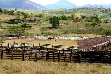 pau brasil, bahia / brrazil - 17 Nisan 2012: Güney Bahia 'daki Pau Brasil kentinin kırsal kesimindeki bir çiftlikte sığır ağılı görüldü.