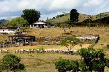 pau brasil, bahia / brrazil - 17 Nisan 2012: Güney Bahia 'daki Pau Brasil kentinin kırsal kesimindeki bir çiftlikte sığır ağılı görüldü.