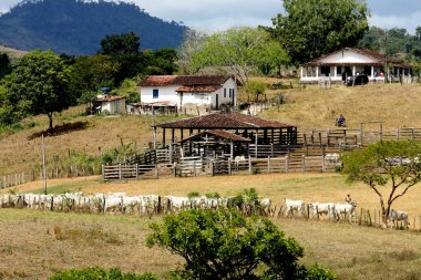 pau brasil, bahia / brrazil - 17 Nisan 2012: Güney Bahia 'daki Pau Brasil kentinin kırsal kesimindeki bir çiftlikte sığır ağılı görüldü.