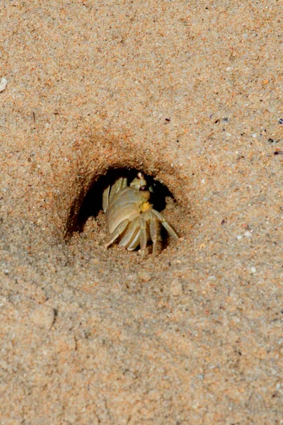 Prado Bahia Brazil Wrzesień 2008 Biały Krab Widziany Jest Plaży — Zdjęcie stockowe