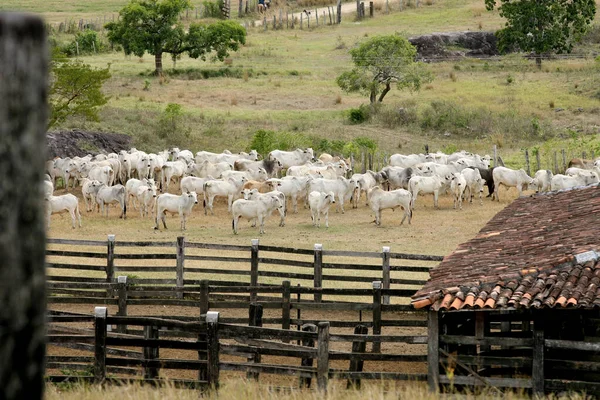 Pau Brasil Bahia Brasiil Abril 2012 Corral Ganado Una Granja — Foto de Stock